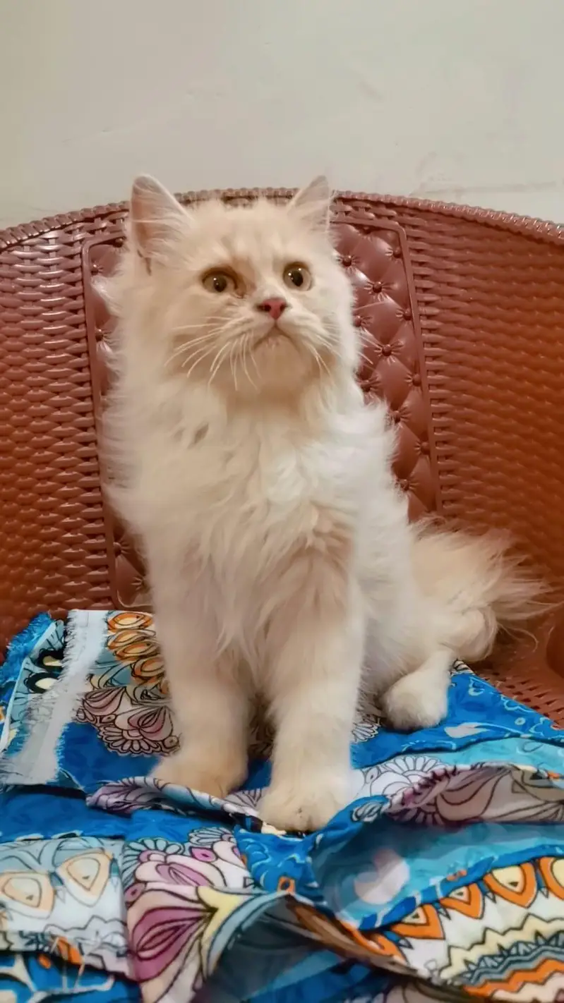 Persian Male & Female Kittens — photo 3