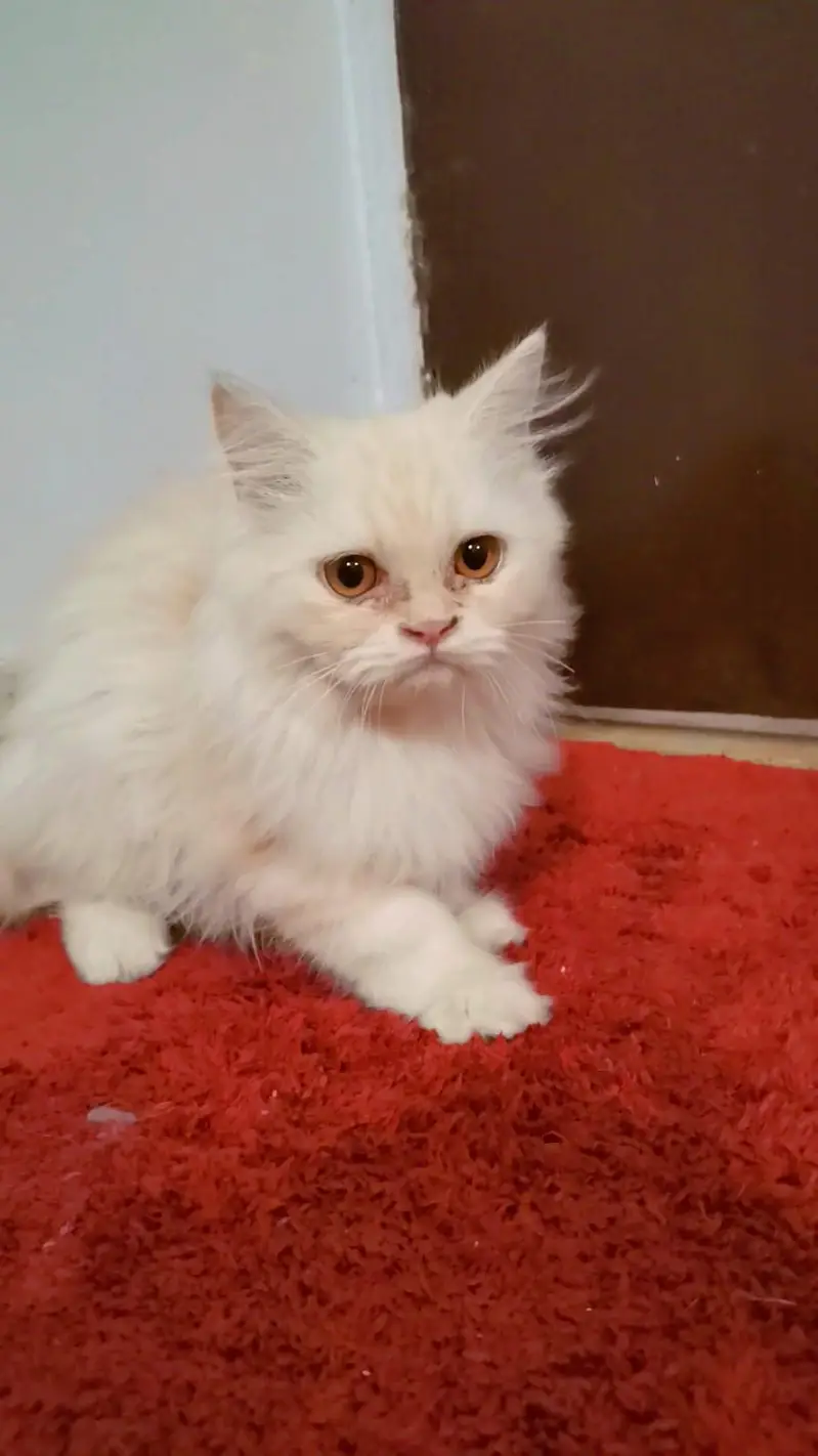 Persian Male & Female Kittens — photo 4