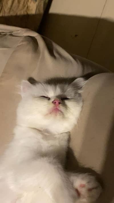 Triple coat persian cat. Liter trained