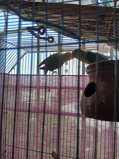 Fisher pair or cage for sell
