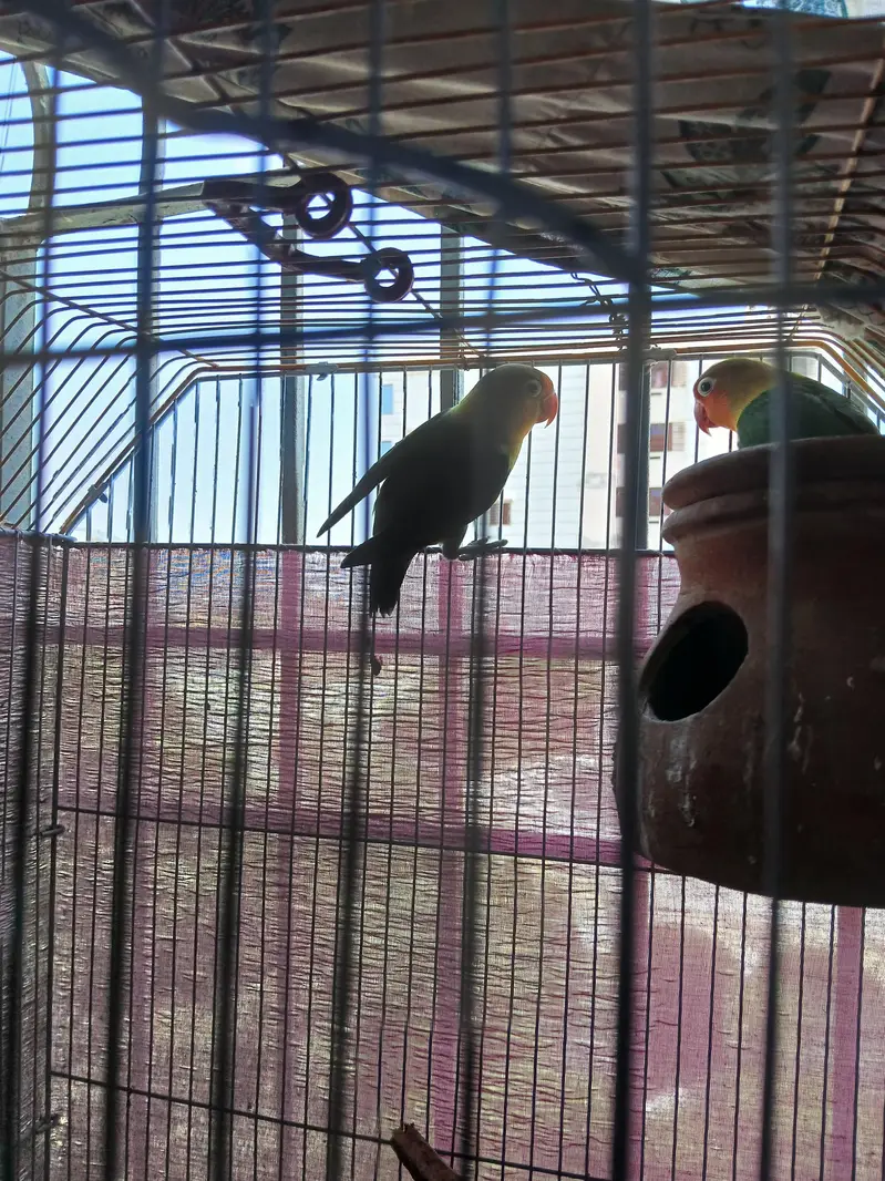 Fisher pair or cage for sell — photo 2