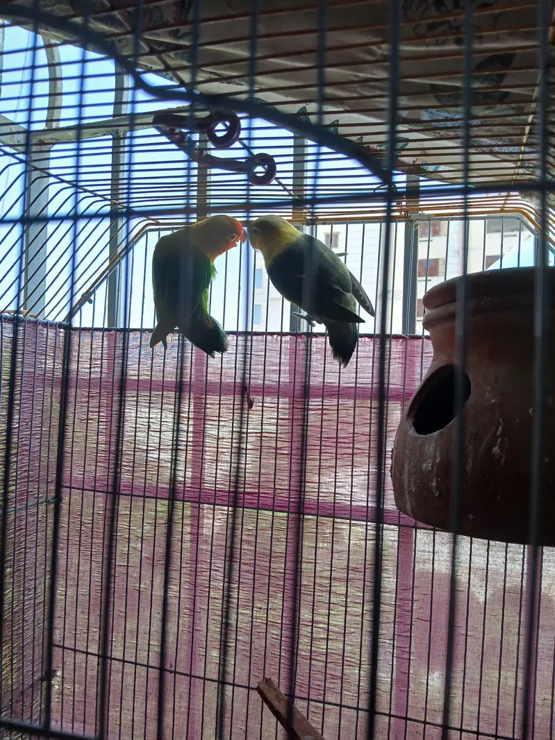 Fisher pair or cage for sell — photo 3