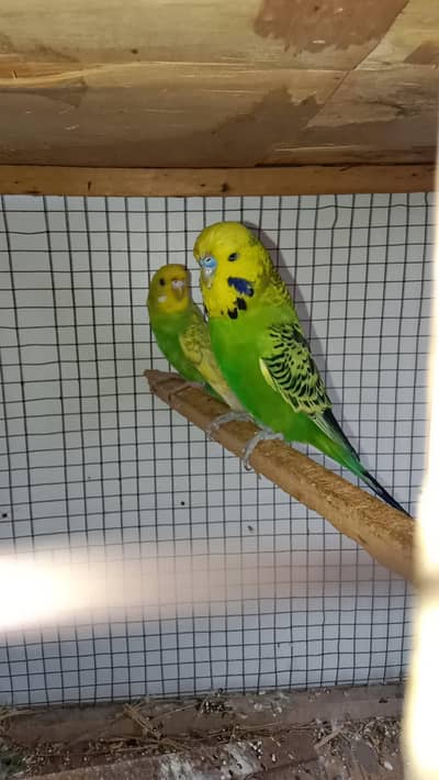 Exi male and spangle female breeder pair contact no. 03285533122
