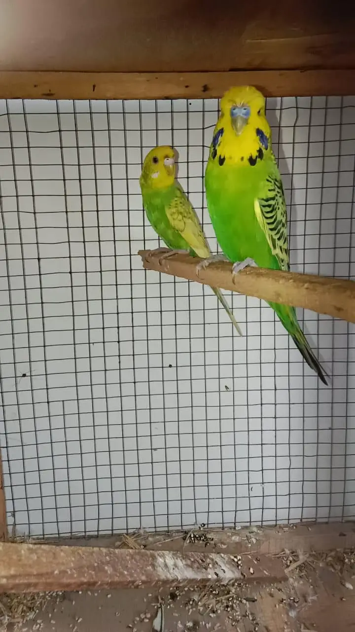 Exi male and spangle female breeder pair contact no. 03285533122 — photo 2