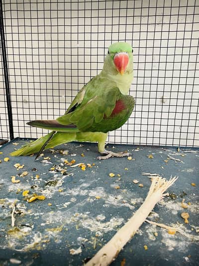 Kashmiri Raw pahari parrot baby