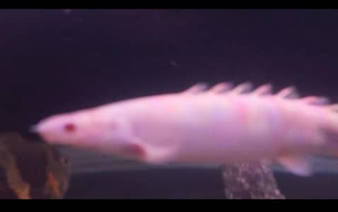 albino bichir pair available for sale