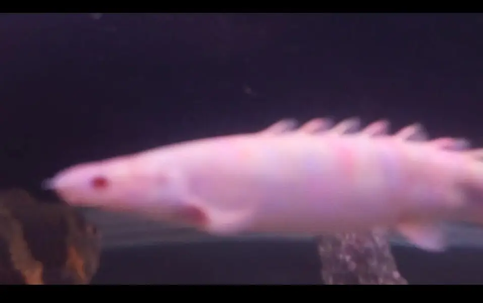 albino bichir pair available for sale