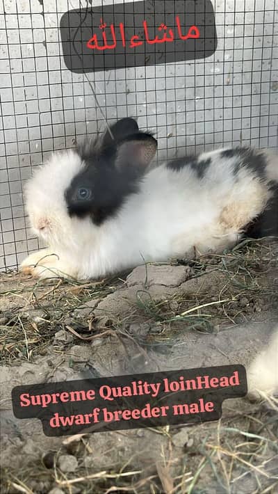 young breeder TeddyBear dwarf rabbit fancy rabbit dwarf bunny