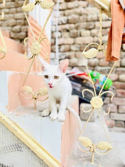 Free 2 cat baby haan