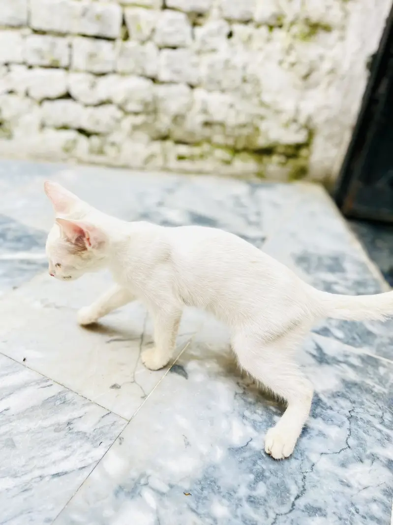 Free 2 cat baby haan — photo 2