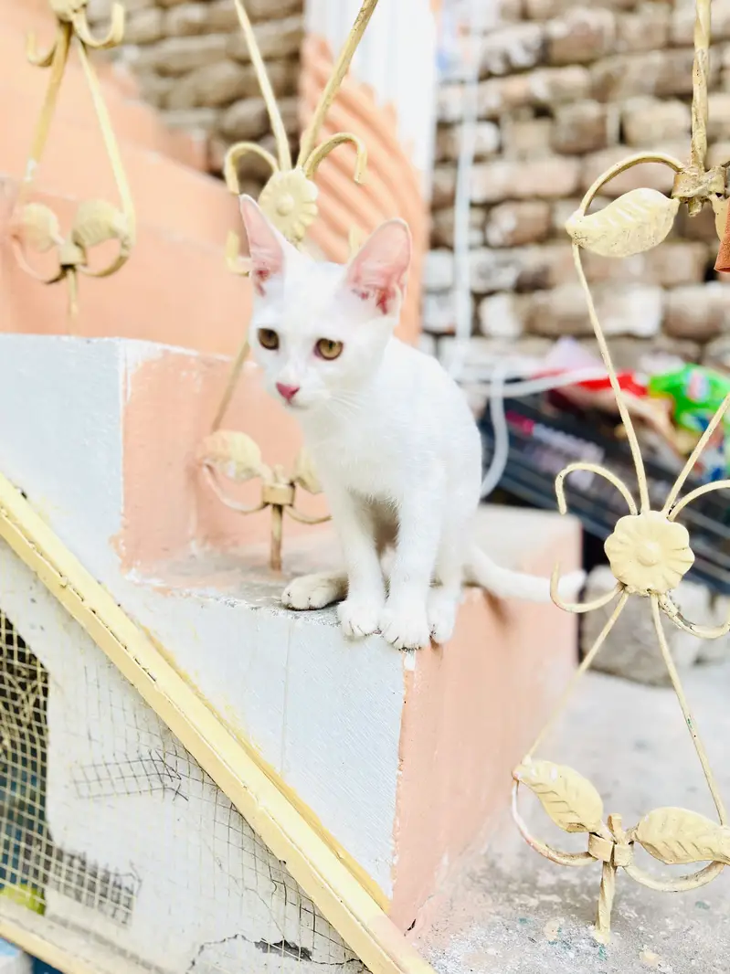 Free 2 cat baby haan — photo 3