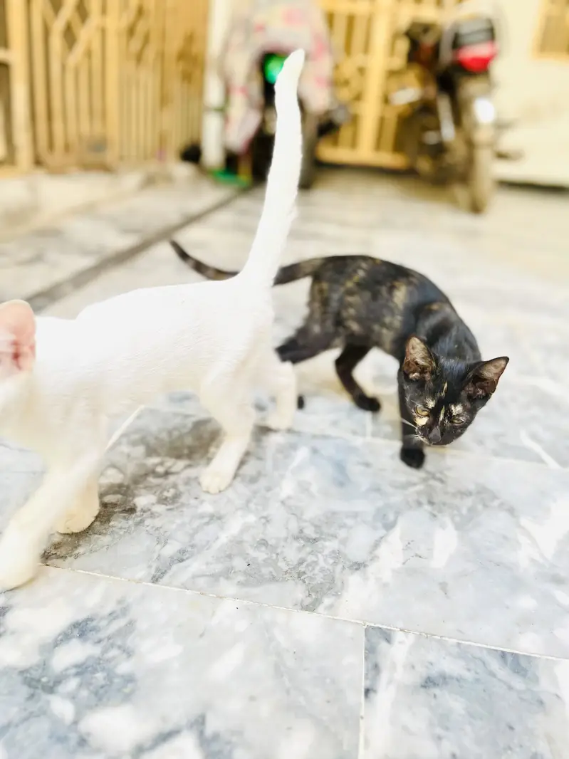 Free 2 cat baby haan — photo 4