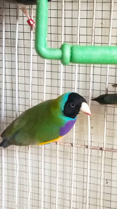 Green back gouldian finches