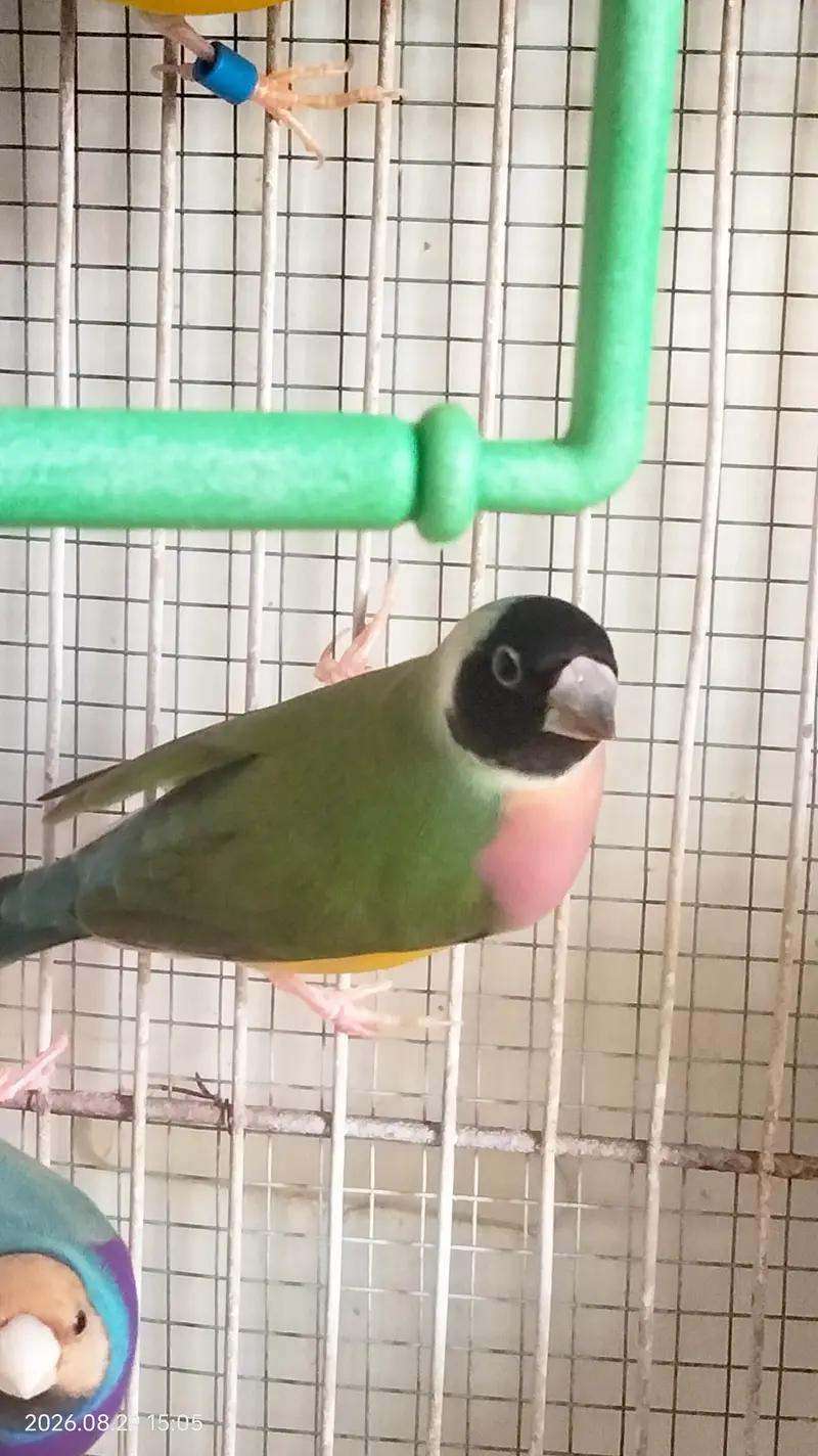 Green back gouldian finches — photo 2