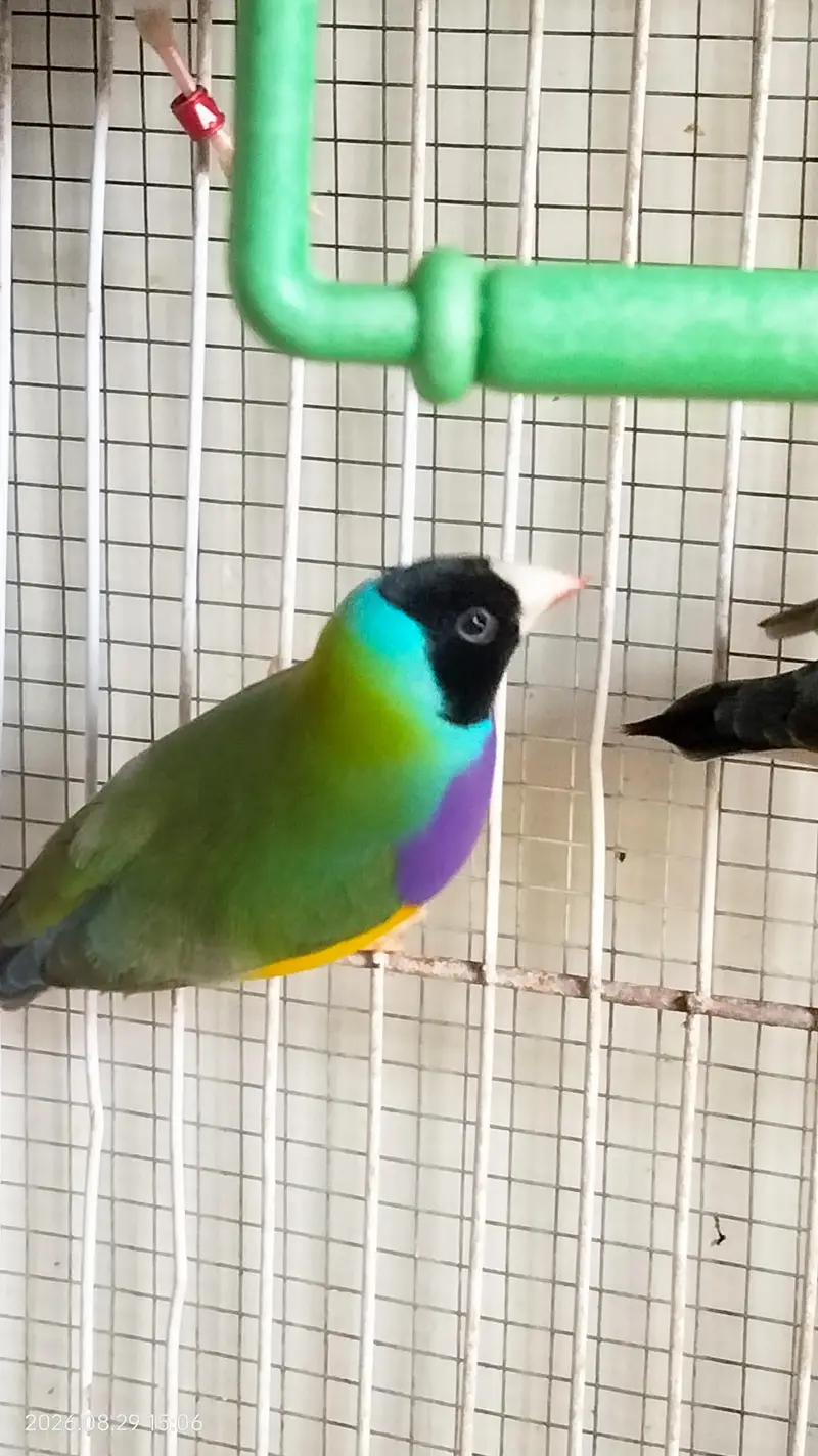 Green back gouldian finches — photo 3
