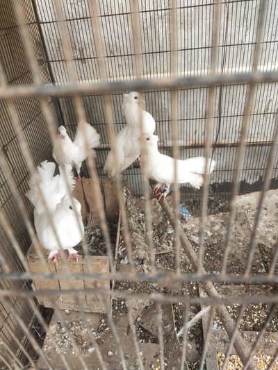 laka faintail pur white