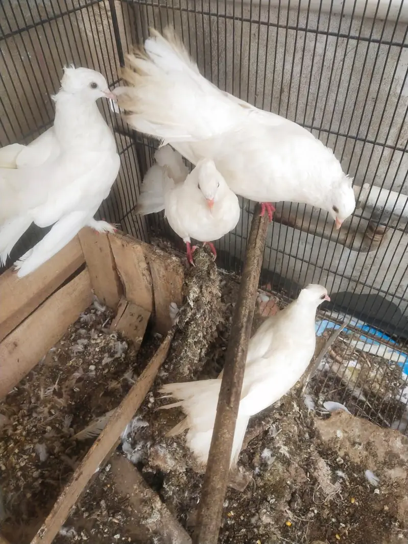 laka faintail pur white — photo 2