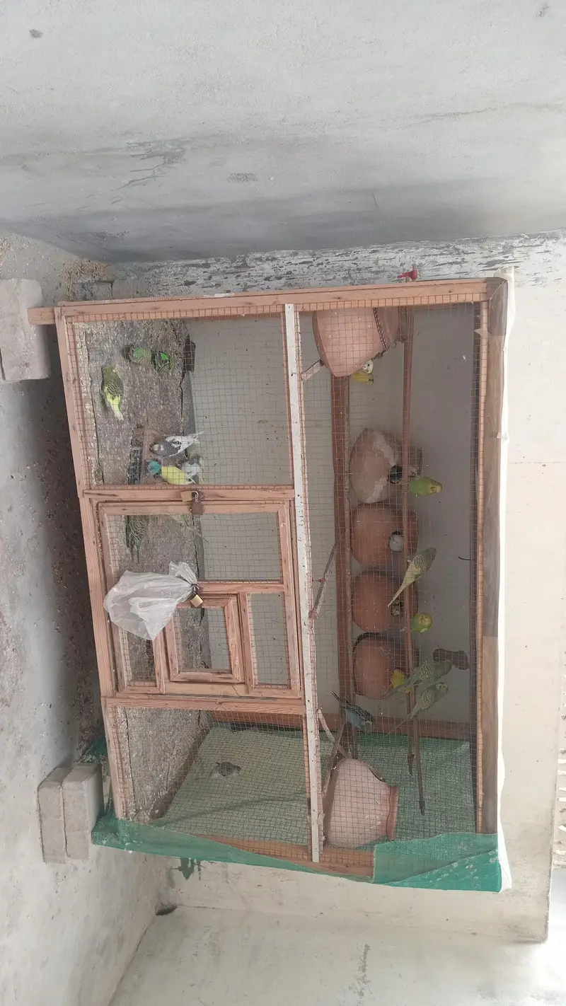 budgies parrot with cage — photo 2