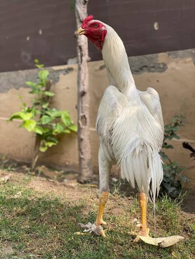 King white o shamo