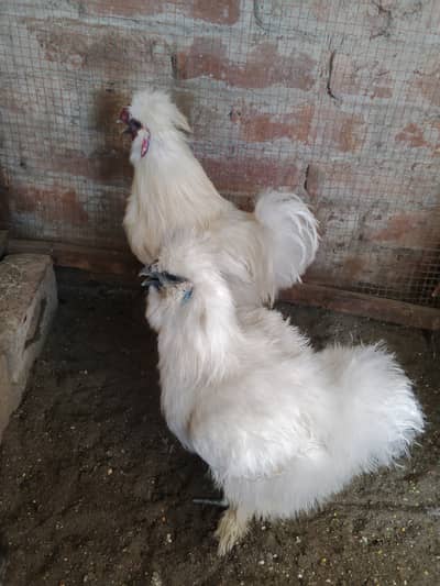 Silkie pair,Buff Male, Aseel hens