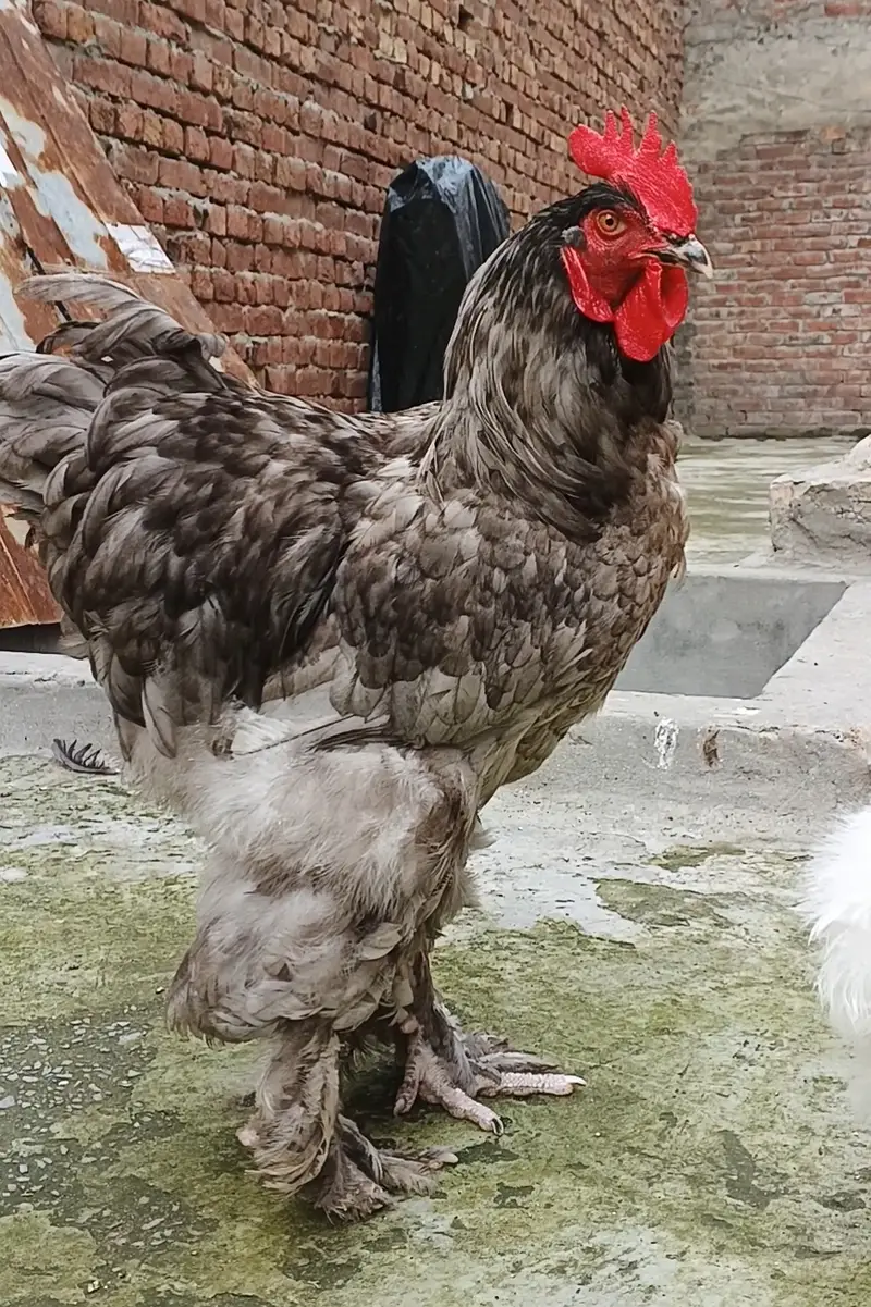 Silkie pair,Buff Male, Aseel hens — photo 2