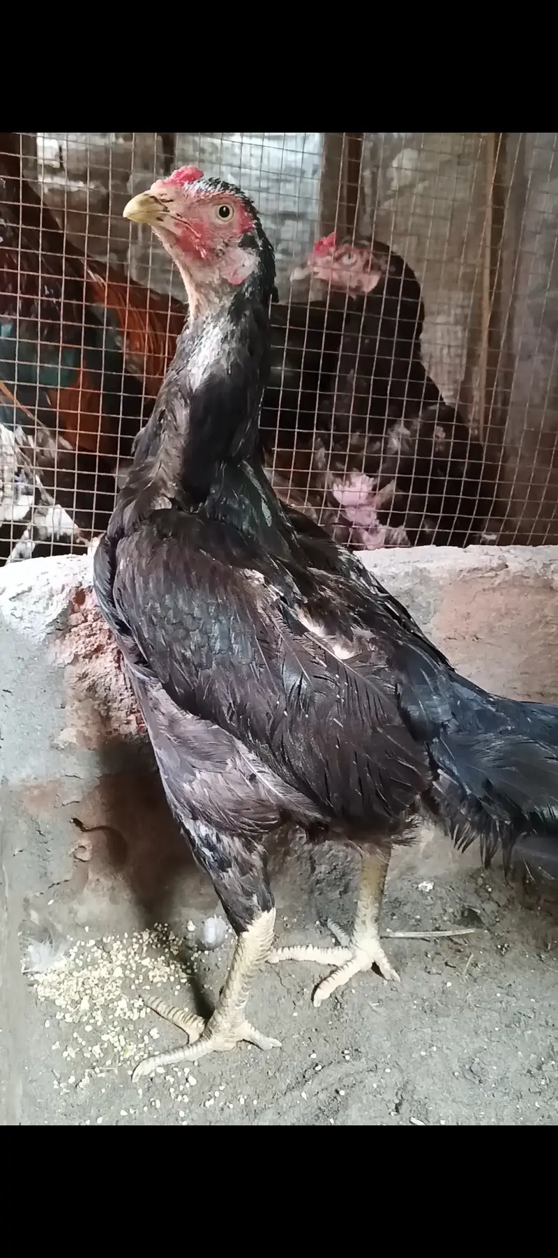 Silkie pair,Buff Male, Aseel hens — photo 3