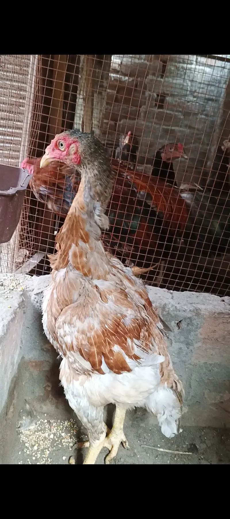 Silkie pair,Buff Male, Aseel hens — photo 4