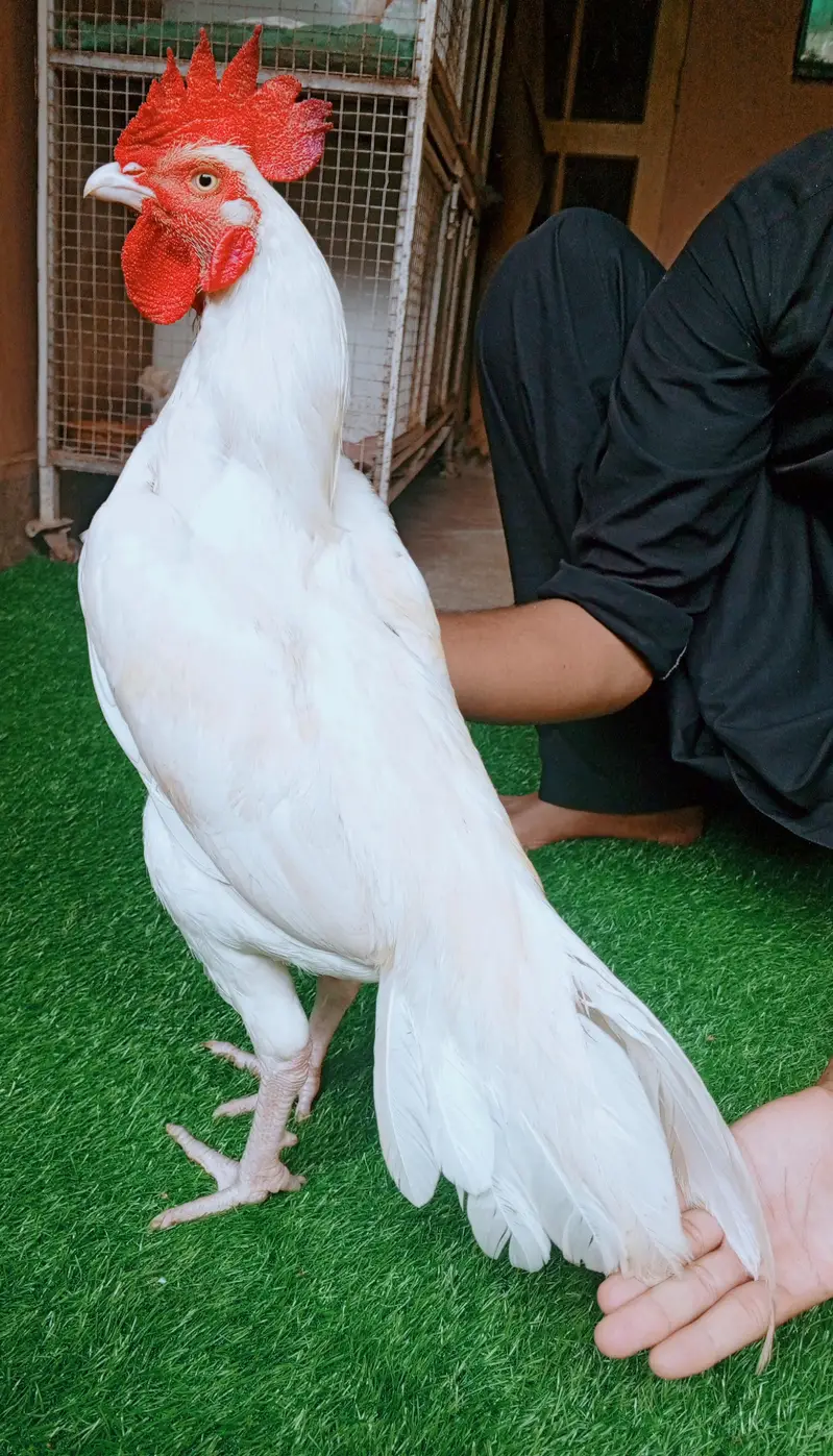 aseel murga Heera begum 03498200770 — photo 3