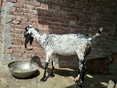6 dant black makhi cheeni patha 15 din ki cross Hoi hy