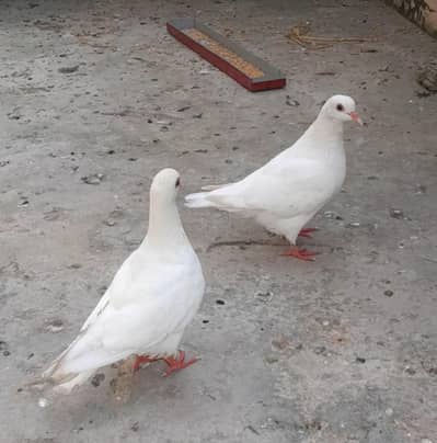 Black Mukhi, King Modena, Sentinent. Fancy Pigeons for Sale