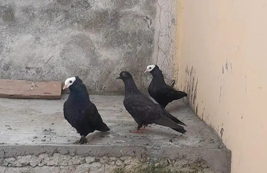 Black Mukhi, King Modena, Sentinent. Fancy Pigeons for Sale — photo 2