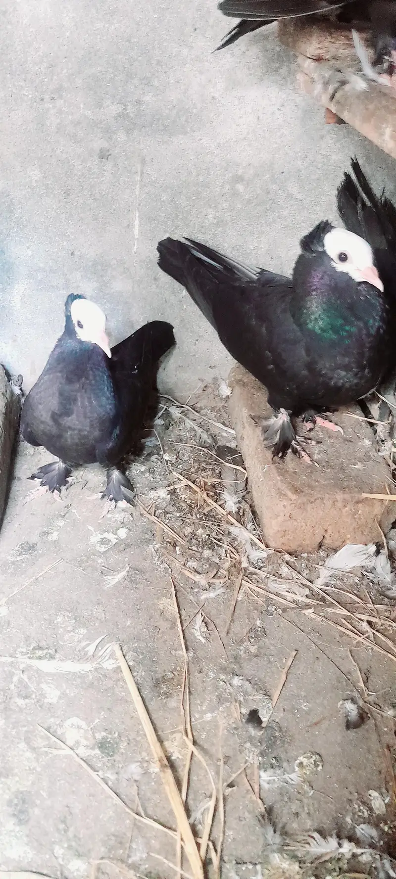 Black Mukhi, King Modena, Sentinent. Fancy Pigeons for Sale — photo 3