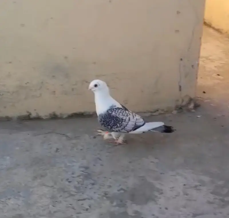 Black Mukhi, King Modena, Sentinent. Fancy Pigeons for Sale — photo 4