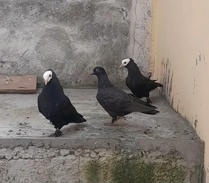 Black Mukhi, King Modena, Sentinent. Fancy Pigeons for Sale — photo 5