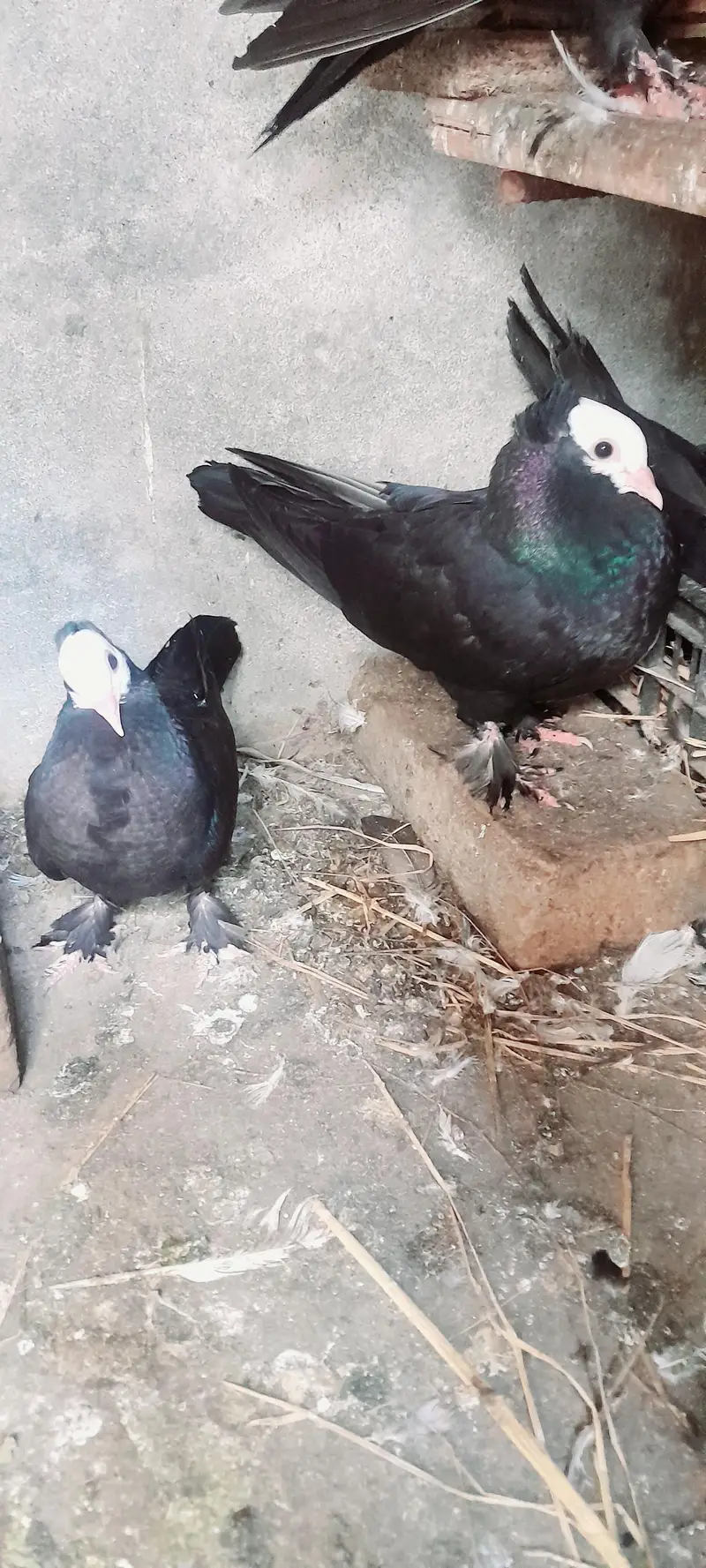 Black Mukhi, King Modena, Sentinent. Fancy Pigeons for Sale — photo 6