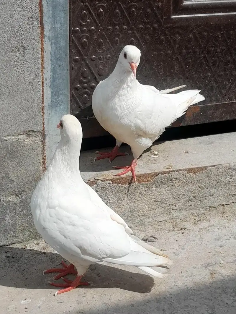 Black Mukhi, King Modena, Sentinent. Fancy Pigeons for Sale — photo 7