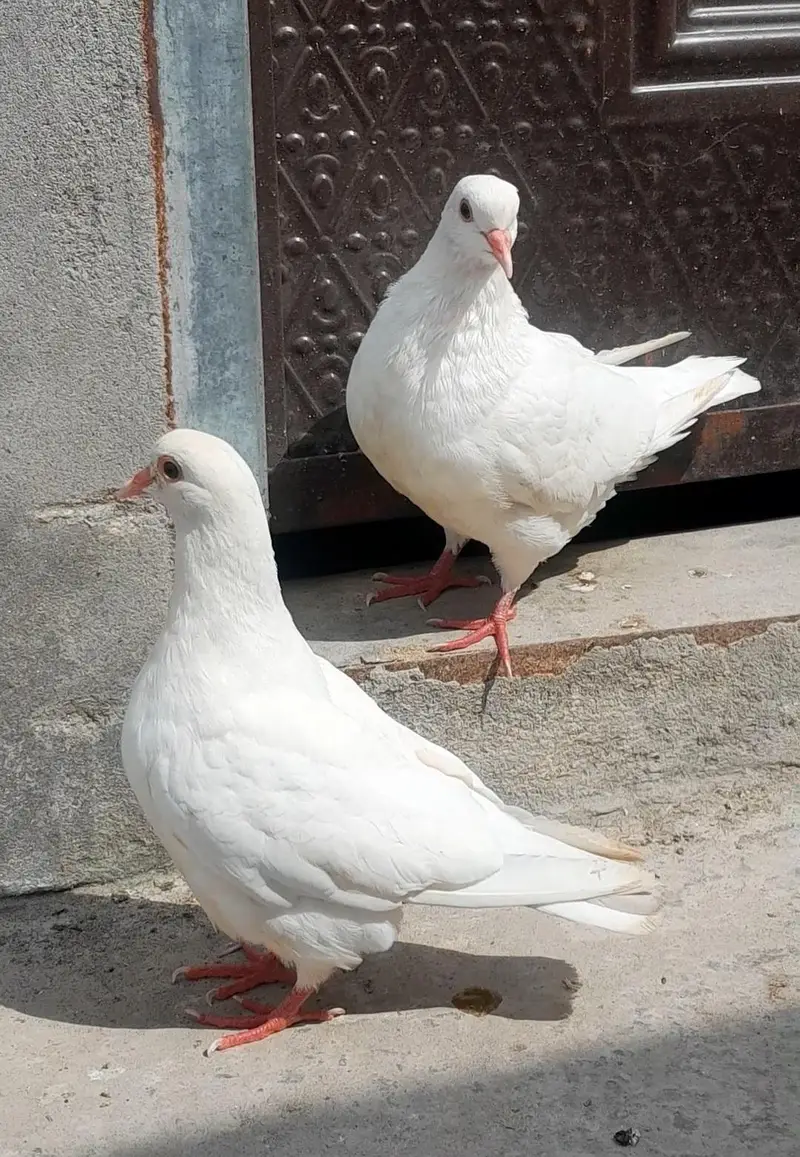 Black Mukhi, King Modena, Sentinent. Fancy Pigeons for Sale — photo 8