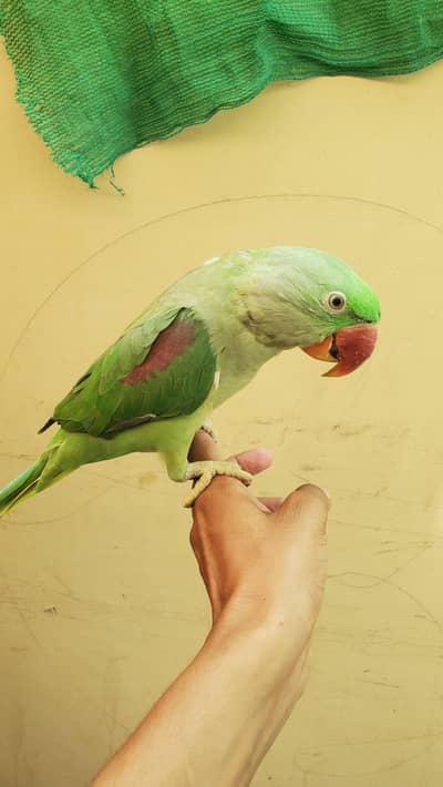 Raw parrot