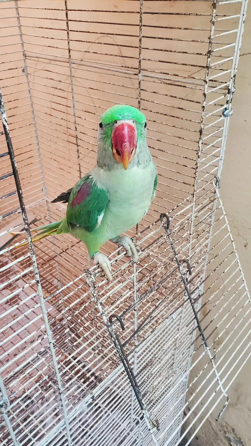 Raw parrot — photo 2