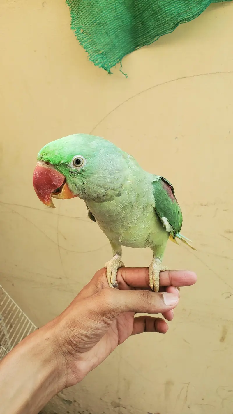 Raw parrot — photo 3