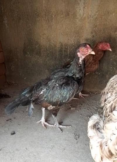 3 aseel pathia for sale