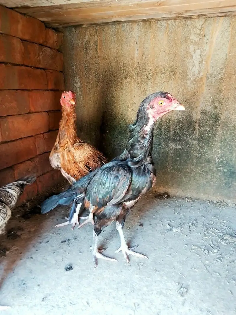 3 aseel pathia for sale — photo 2