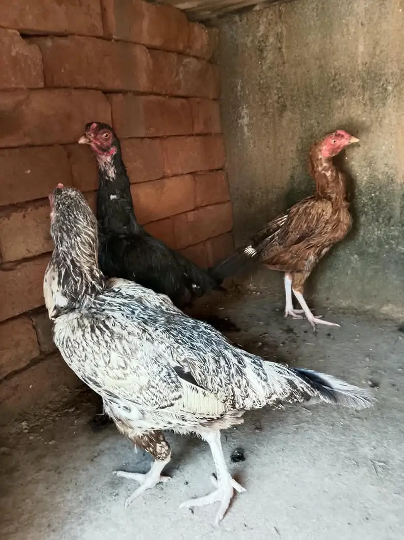 3 aseel pathia for sale — photo 4