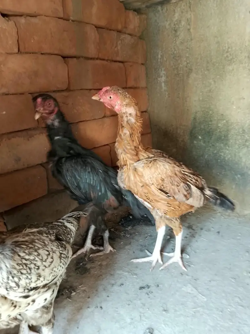 3 aseel pathia for sale — photo 5