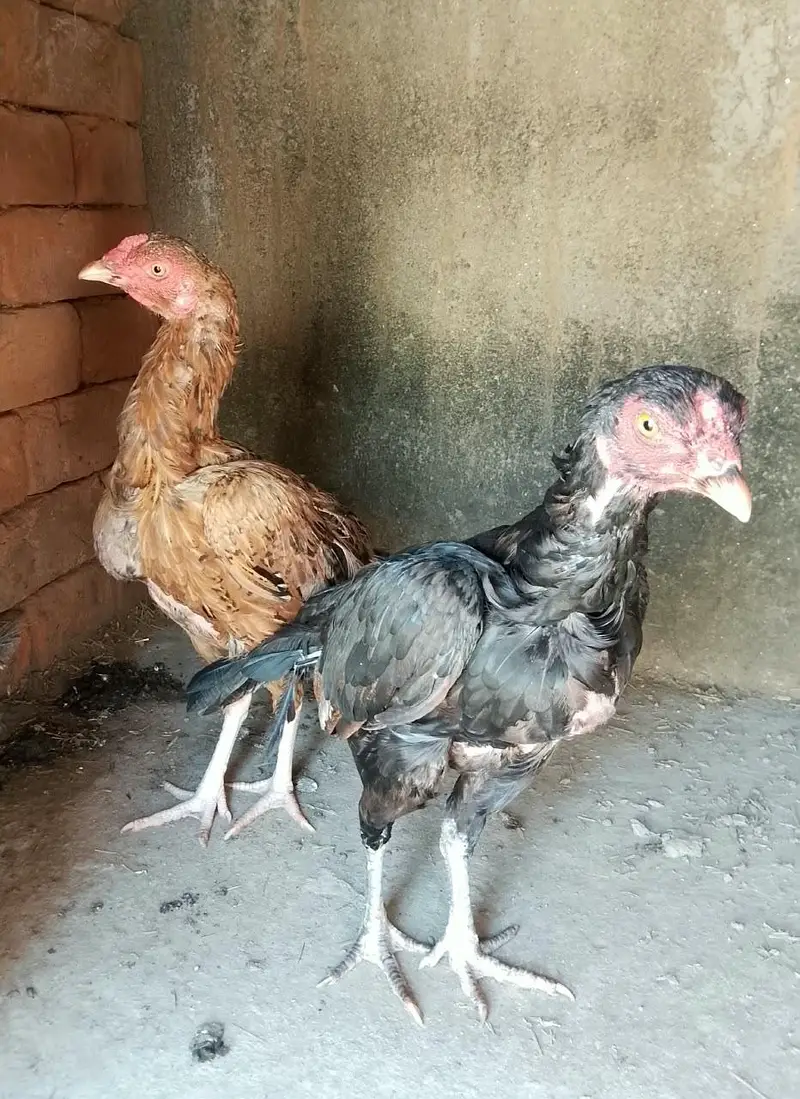 3 aseel pathia for sale — photo 7