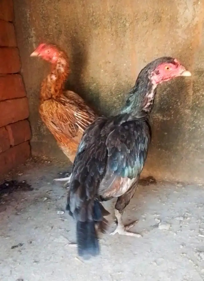 3 aseel pathia for sale — photo 8