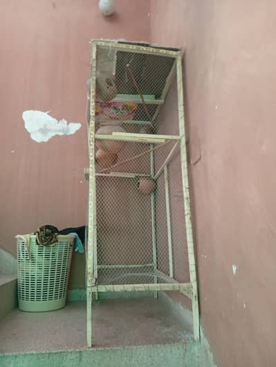 birds colony