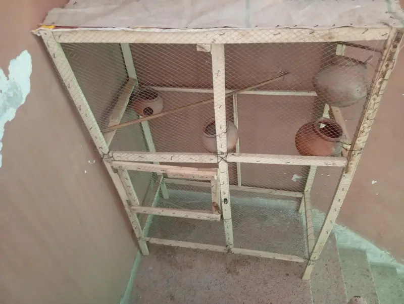 birds colony — photo 2