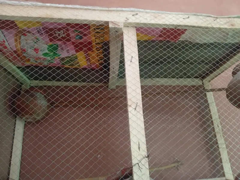 birds colony — photo 4