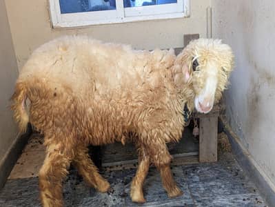 6 months Female Sheep For Sale